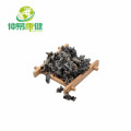 Black Fungus Extract 50%Polysaccharide